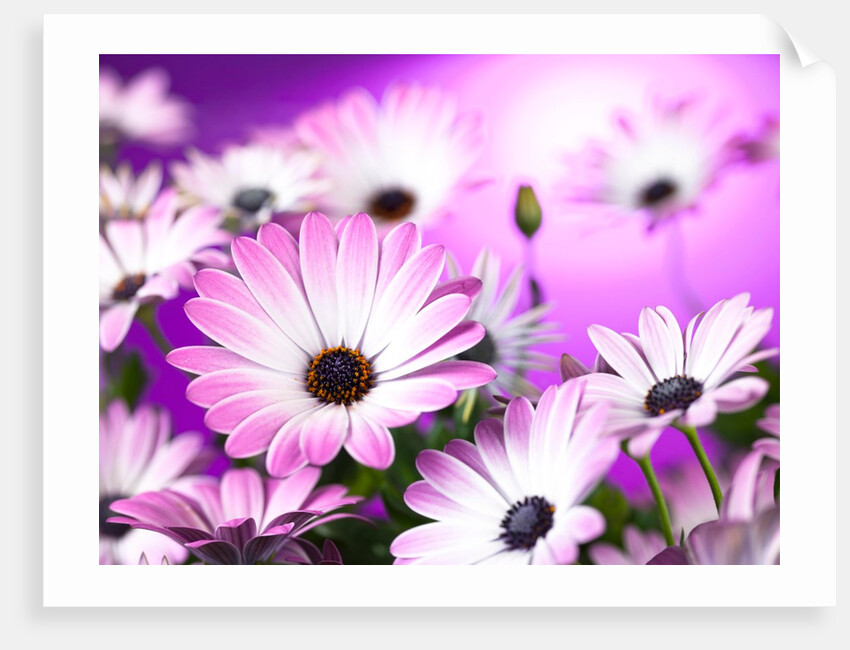 Osteospermum flowers by Assaf Frank